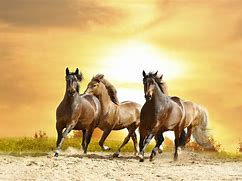 horse, a horse, my kingdom for a horse